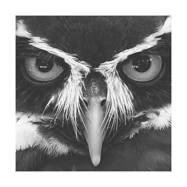 Life of an owl in Alaska